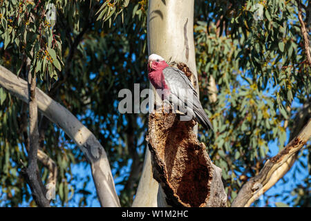 Galah thront auf einem Baum hohl an der Campbell Park, ACT, Australien an einem Wintermorgen im Juni 2019 Stockfoto