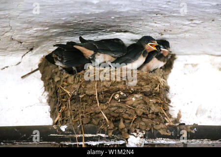 Die Jungen flügge in ihrem Nest auf ländlichen animal farm Schlucken Stockfoto