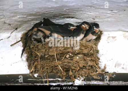 Gruppe Junger niedlichen Babys im Nest Schwalbe Stockfoto