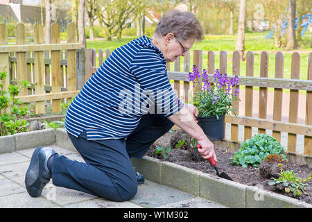 Europäische ältere Frau Pflanzen violett Topfpflanze in Garten Boden Stockfoto