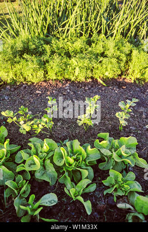Gemüse wachsen im heimischen Garten. Salat, Schnittlauch und Karotte Stockfoto