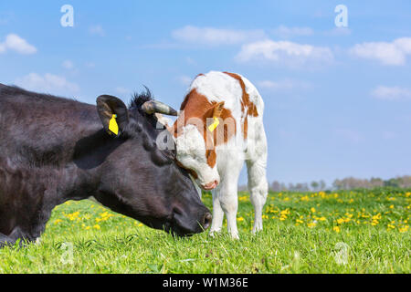 Mutter Kuh und Neugeborenen in Grün niederländische Weide Kalb hug Stockfoto