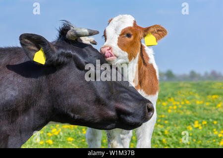 Portrait Köpfe von Mutter Kuh und neugeborenes Kalb in blühenden europäischen Weide Stockfoto