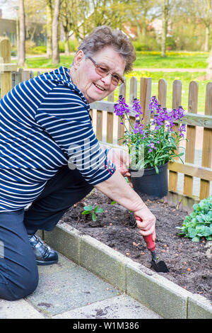 Senior kaukasische Frau Pflanzen violett Topfpflanze in Garten Boden Stockfoto