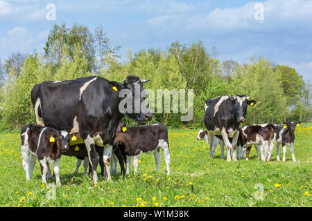 Viele Kälber trinken von Mutter Kühe in europäischen Weide Stockfoto