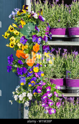 Metall Rack gefüllt mit blühenden Veilchen in Ampeln und Lavendel Stockfoto