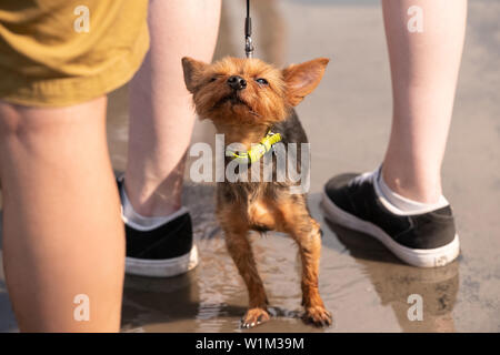 Beschreibung: Weiß mit roten nach Chihuahua Hund stehend auf grünem Gras portrait Stockfoto