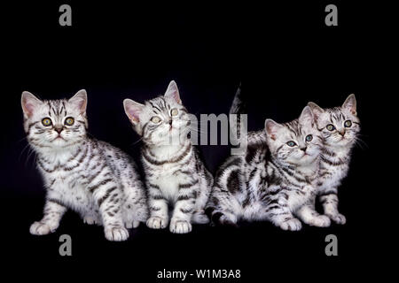 Gruppe junger Tabby Katzen auf schwarzem Hintergrund Stockfoto