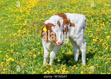 Neugeborenes Kalb steht in niederländischen Wiese mit blühenden gelben Löwenzahn Stockfoto