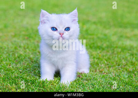 Eine junge weiß silber shaded kurze Haare Katze sitzt draußen auf der grünen Wiese Stockfoto