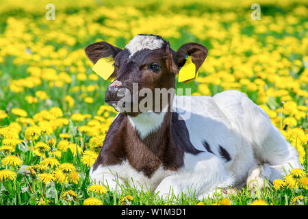 Portrait von Schwarzen und Weißen neugeborenen Kalb lag in der Wiese mit blühenden gelben Löwenzahn Stockfoto