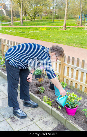 Ältere Niederländerin Bewässerung im Garten mit der Gießkanne Stockfoto