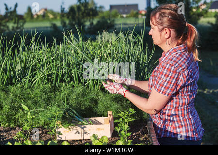 Frau in einem Haus Garten im Hinterhof, die Ernte der Gemüse und zu den hölzernen Box zusammengestellt. Ehrliche Menschen, echte Momente, in authentischen Situationen Stockfoto