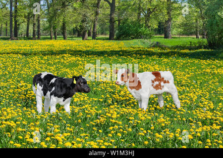 Zwei neugeborene Kälber in bunten Weide stehend mit blühenden gelben Löwenzahn Stockfoto