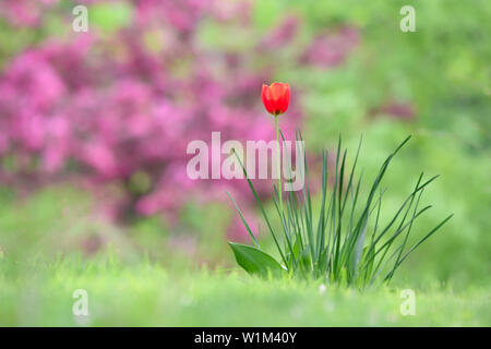 Eine einzelne Tulip blüht mit bunten Apfelblüte im Hintergrund. Stockfoto