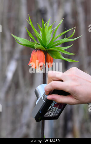 Eine Frau Fotografien eine Kaiserkrone Lily wächst in Toronto, Ontario, aus einer einzigartigen Perspektive mit Ihrem Point-and-Shoot Kamera. Stockfoto