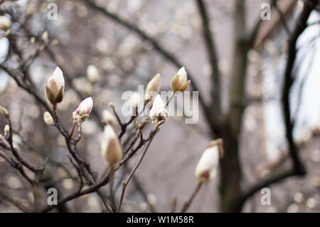 Magnolia in der Blüte. White Magnolia Knospen. Unscharfer Hintergrund. Close-up, weiche selektiven Fokus Stockfoto
