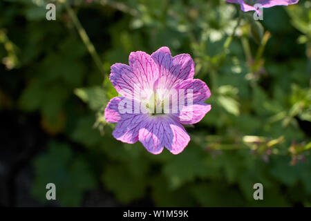 Die schöne rosa Geranium 'Druce Cranesbill' blüht an einem Sommertag. Stockfoto