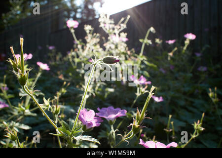 Sunshine Streaming über schöne rosa Geranien 'Druce Cranesbill's'. Stockfoto