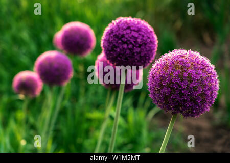 Riesige violette Zwiebel (Allium Giganteum) Blumen blühen Stockfoto