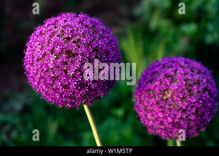 Riesige violette Zwiebel (Allium Giganteum) Blumen blühen Stockfoto