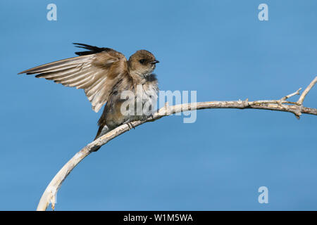 Ein junger Norden rauh - Schwalbe bereitet Flug entlang der Ufer des Lake Ontario an ashbridges Bay Park in Toronto, Ontario. Stockfoto