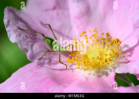 Ein scudder Bush Katydid sieht für eine Mahlzeit auf eine wilde Rose am Carden Alvar Provincial Park in der Kawartha Lakes Region von Ontario, Kanada. Stockfoto