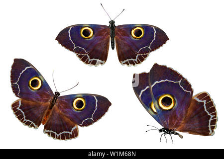 Satz von Owl-eyed Schmetterlinge. auf weißem Hintergrund Stockfoto