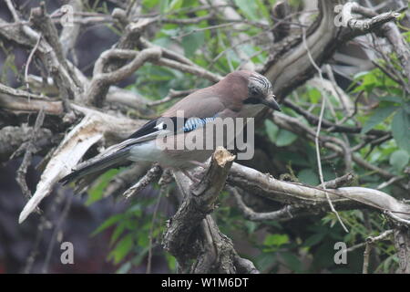 Jay in sterbenden Baum im Garten in Wimbledon, London, UK Stockfoto