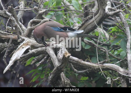 Jay in sterbenden Baum im Garten in Wimbledon, London, UK Stockfoto