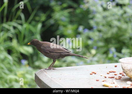 Männliche Amsel auf einem Kunststoff vogel Tabelle mit Erdnüssen, Brot und Wasser Schüssel in einem Garten in Wimbledon, London, UK Stockfoto