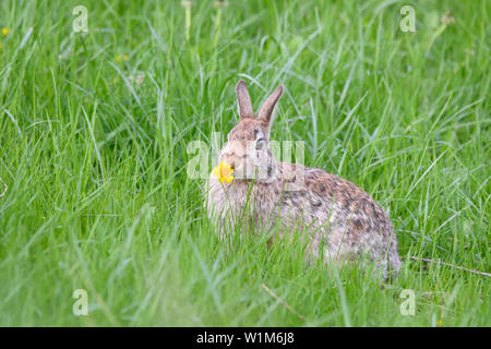 Eine östliche Cottontail rabbit isst ein Löwenzahn im Rouge Urban Nationalpark in Toronto, Ontario. Stockfoto
