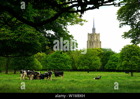 Milchkuhbestand an Ashwell, Hertfordshire Stockfoto