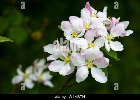 Europäische Holzapfel (Malus sylvestris) Blüte im Frühjahr in einem Wald im Südwesten von England. Stockfoto