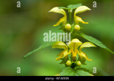 Gelbe Erzengel (Lamium Galeobdolon) Stockfoto