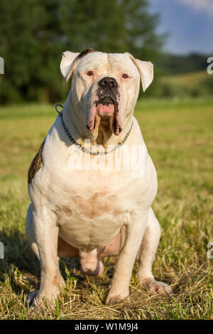 American Bulldog Rüde sitzen Stockfoto