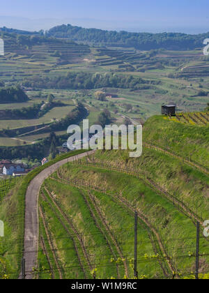 Malerischer Blick auf Weinbergterrassen und Dorf Oberbergen, "Baden Württemberg", Deutschland Stockfoto