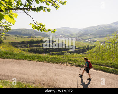 Frau wandern durch die Weinbergterrassen und Dorf Oberrotwei", Baden Württemberg, Deutschland Stockfoto