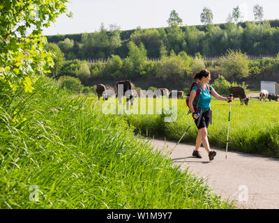 Frau Wandern auf asphaltierten Straße durch Wiese mit Kühe grasen in der Nähe von Eichstetten, "Baden Württemberg", Deutschland Stockfoto