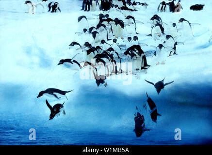 Adelie-Pinguine springen aus Eisberg, Paulet Island, Antarktis der antarktischen Halbinsel Stockfoto