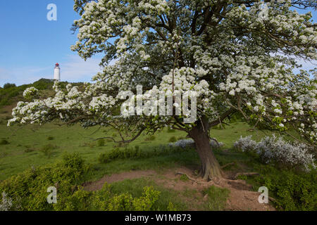 Birnbaum blühend, Leuchtturm im Hintergrund, Dornbusch, Hiddensee, Mecklenburg-Vorpommern, Deutschland Stockfoto