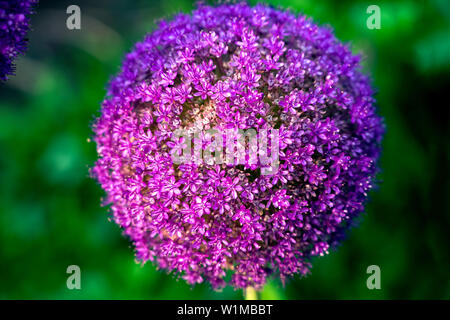 Riesige violett in der Nähe von Zwiebeln (Allium Giganteum) Blüte blühen. Stockfoto