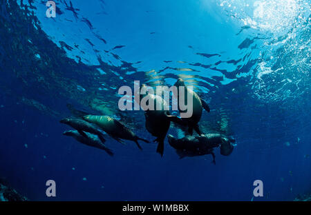 Gruppe von kalifornischen Sea Lion, zalophus californianus, USA, Kalifornien, Pazifischer Ozean Stockfoto