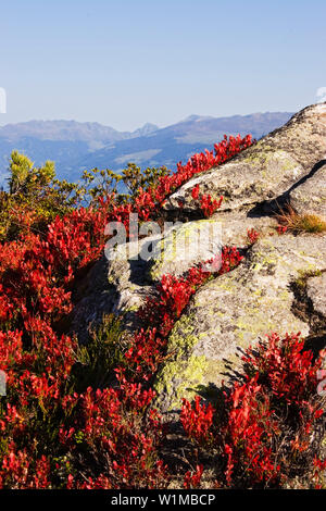 Autumncolors in den Alpen, Blaubeere, Vaccinium myrtillus, Österreich Stockfoto