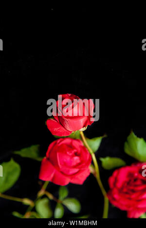 Rote Rosen auf schwarz Stockfoto