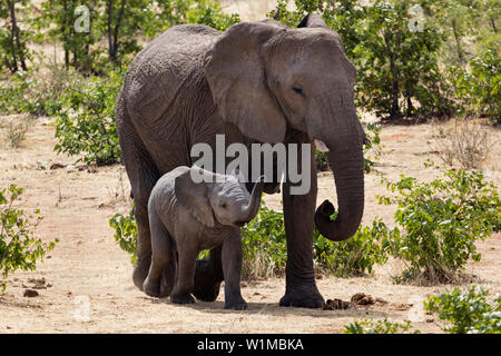 Elefanten und Baby Elefant im Etosha National Park, Namibia, Afrika Stockfoto