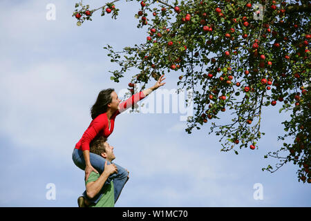 Frau auf die Schultern des Mannes, Griff nach einem Apfel, Steiermark, Österreich Stockfoto