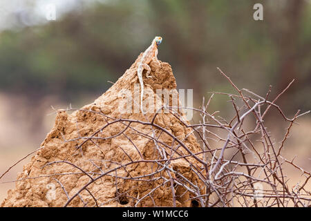 Rock Agama auf Okonjima Nature Reserve, Namibia, Afrika Stockfoto