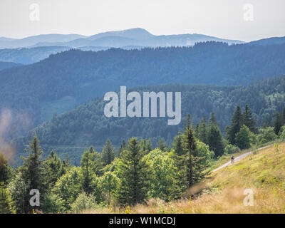 Mountain Biker, inmitten Wald Richtung Belchen Gipfel vom Feldberg, Hinterzarten, Baden Württemberg, Deutschland Stockfoto