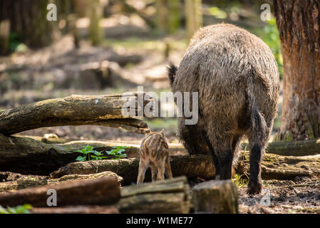 Wildschwein, Leistungsbeschreibung mit Ferkel Essen, Rückansicht, Wald, Wildpark Schorfheide, Brandenburg, Deutschland Stockfoto